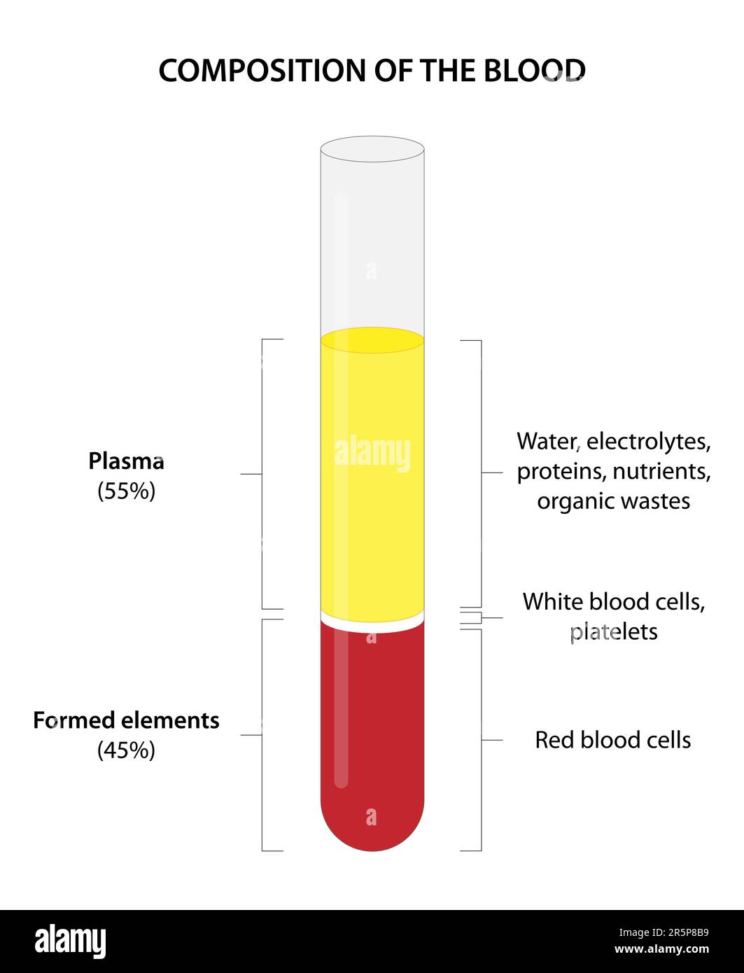Vollblut besteht aus roten Blutkörperchen (Erythrozyten), weißen Blutkörperchen (Leukozyten), Thrombozyten (Thrombozyten) und Plasma. Stock Vektor