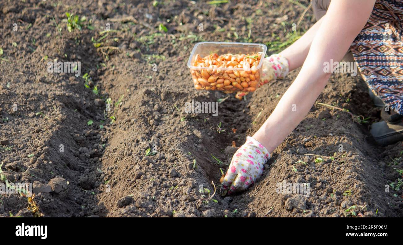 Zwiebelhandaussaat einer Landwirtin im Bio-Gemüsegarten, Nahaufnahme der Hand, die Samen im Boden sät. Selektiver Fokus Stockfoto