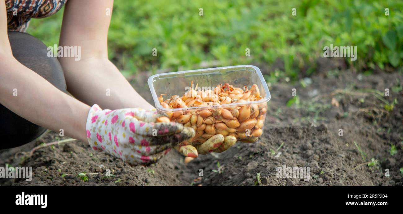 Zwiebelhandaussaat einer Landwirtin im BioGemüsegarten, Nahaufnahme