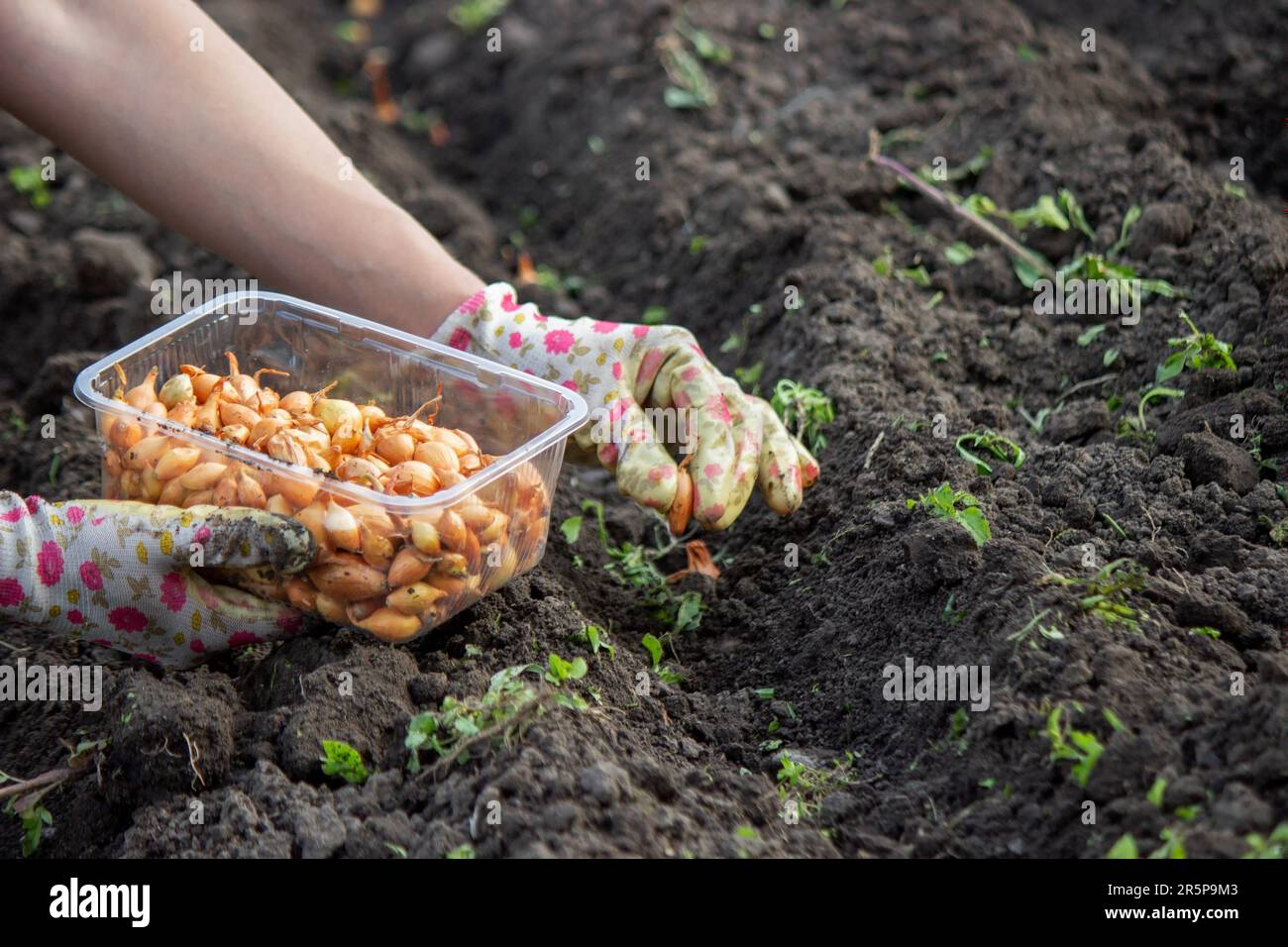 Zwiebelhandaussaat einer Landwirtin im Bio-Gemüsegarten, Nahaufnahme der Hand, die Samen im Boden sät. Selektiver Fokus Stockfoto