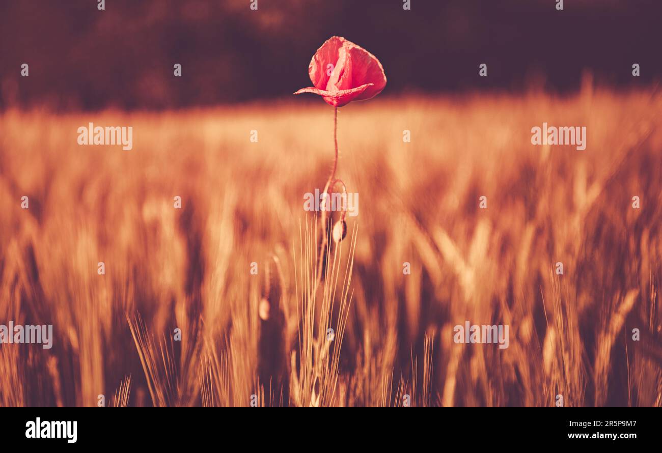 Einsamkeitskonzept mit einsamer Mohnblume zwischen Roggenfeldern. Malerisches Naturfoto. Stockfoto