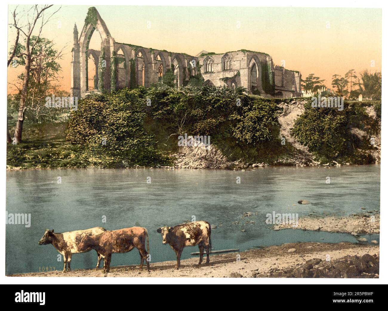 Abbey from the River, Bolton Abbey, England 1 fotomechanischer Druck : Photochrom, Farbe. Datum: 1890 Stockfoto