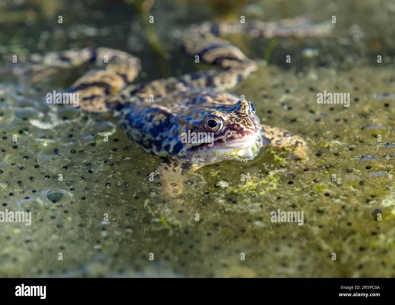 Europäischer Brauner Frosch in lateinischer Rana temporaria mit Eiern Stockfoto
