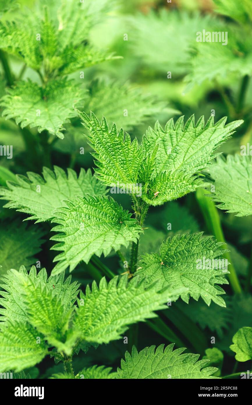 Unkultivierte Brennnessel auf einer üppig grünen Wiese, selektiver Fokus Stockfoto