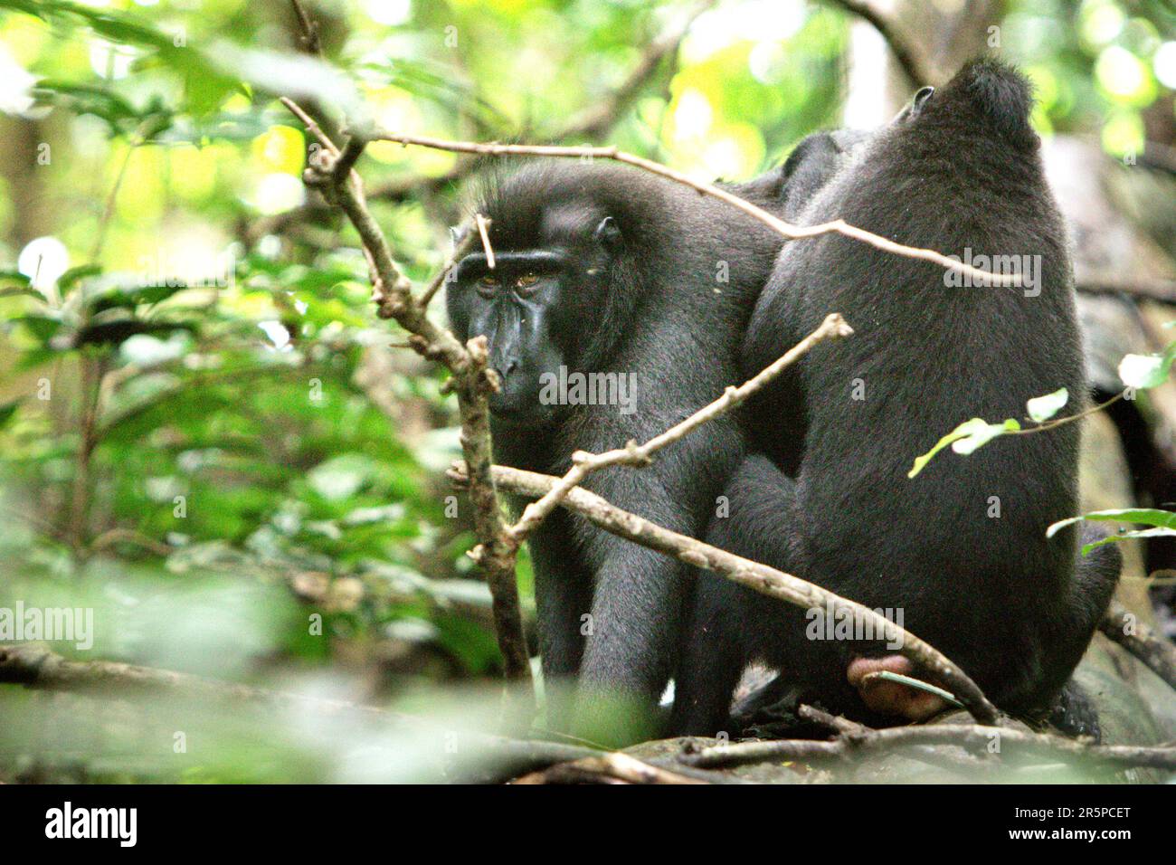 Sulawesi-Schwarzkammmakaken (Macaca nigra) im Naturschutzgebiet Tangkoko, North Sulawesi, Indonesien. In Gebieten, in denen Primaten bedroht sind, sind Maßnahmen zur Umwelterziehung ein Schlüsselinstrument, um die Kenntnisse der örtlichen Bevölkerung über ihre Umwelt zu verbessern und positive Einstellungen und Gewohnheiten zur Erhaltung der Umwelt und der wildlebenden Tiere auf lokaler und globaler Ebene zu fördern; Laut einem Team von Primaten-Wissenschaftlern unter der Leitung von Mathilde Chanvin in ihrem Bericht über Springer im Mai 2023. Stockfoto