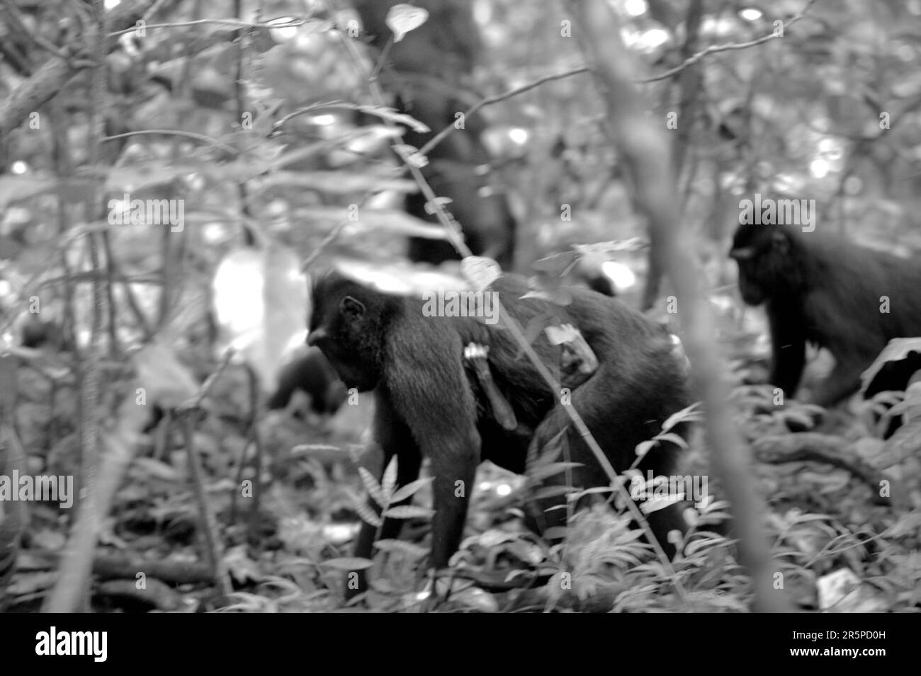 Eine Gruppe von Sulawesi-Schwarzhaubenmakaken (Macaca nigra), einschließlich einer weiblichen Person, die ein Kleinkind trägt, bewegt sich viermal, während sie auf Waldböden im Tangkoko Nature Reserve, Nord-Sulawesi, Indonesien, unterwegs sind. Klimawandel und Krankheiten sind neue Bedrohungen für Primaten, und etwa ein Viertel der Primaten haben Temperaturen über historischen, so ein Wissenschaftlerteam unter der Leitung von Miriam Plaza Pinto (Departamento de Ecologia, Centro de Biociências, Universidade Federal do Rio Grande do Norte, Natal) in seinem wissenschaftlichen Bericht, der im Januar 2023 in Nature veröffentlicht wurde. Stockfoto