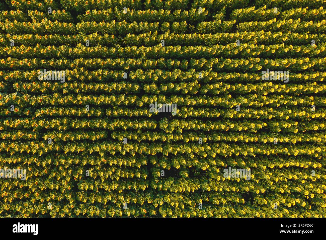 Luftaufnahme des blühenden Sonnenblumenfeldes bei Sonnenuntergang von der Drohne pov, direkt darüber Stockfoto
