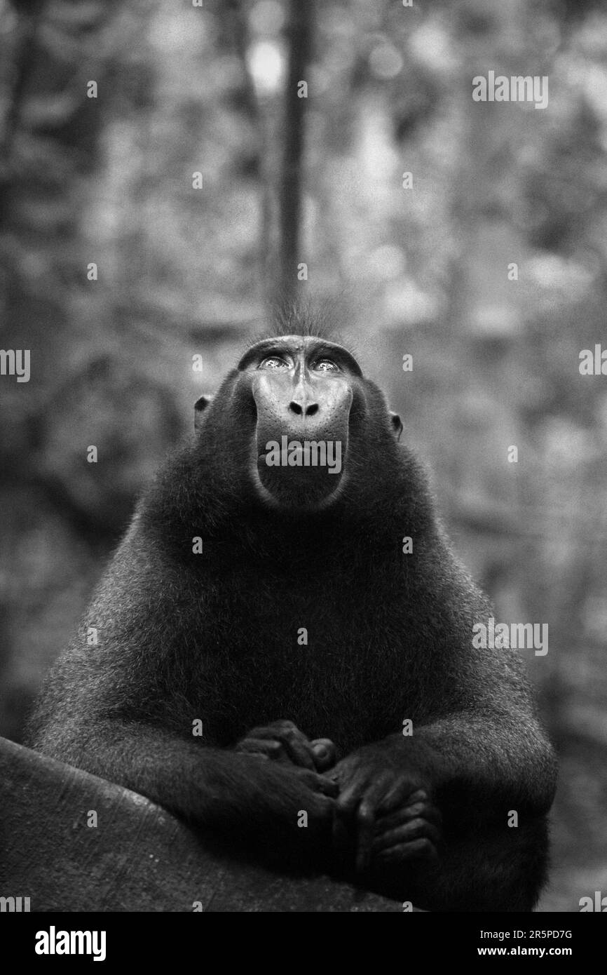 Porträt eines makaken, männlichen Individuums, das in der Nähe von Menschen im Wald von Tangkoko, North Sulawesi, Indonesien, immer Selbstvertrauen, Ruhe und überraschenderweise freundliche Gesten zu zeigen scheint. Er ist gewachsen und hat den höchsten Rang in der Truppe erreicht, ohne dass ein Teil seiner linken Finger, die in eine Falle fallen, verloren hat. Im Persönlichkeitsfaktor „Kühnheit“ reagiert ein makakes Männchen in der Regel „stark auf eine bedrohliche Situation“, so ein Team von Wissenschaftlern unter der Leitung von Christof Neumann in einer wissenschaftlichen Arbeit, die im August 2013 veröffentlicht wurde. Stockfoto
