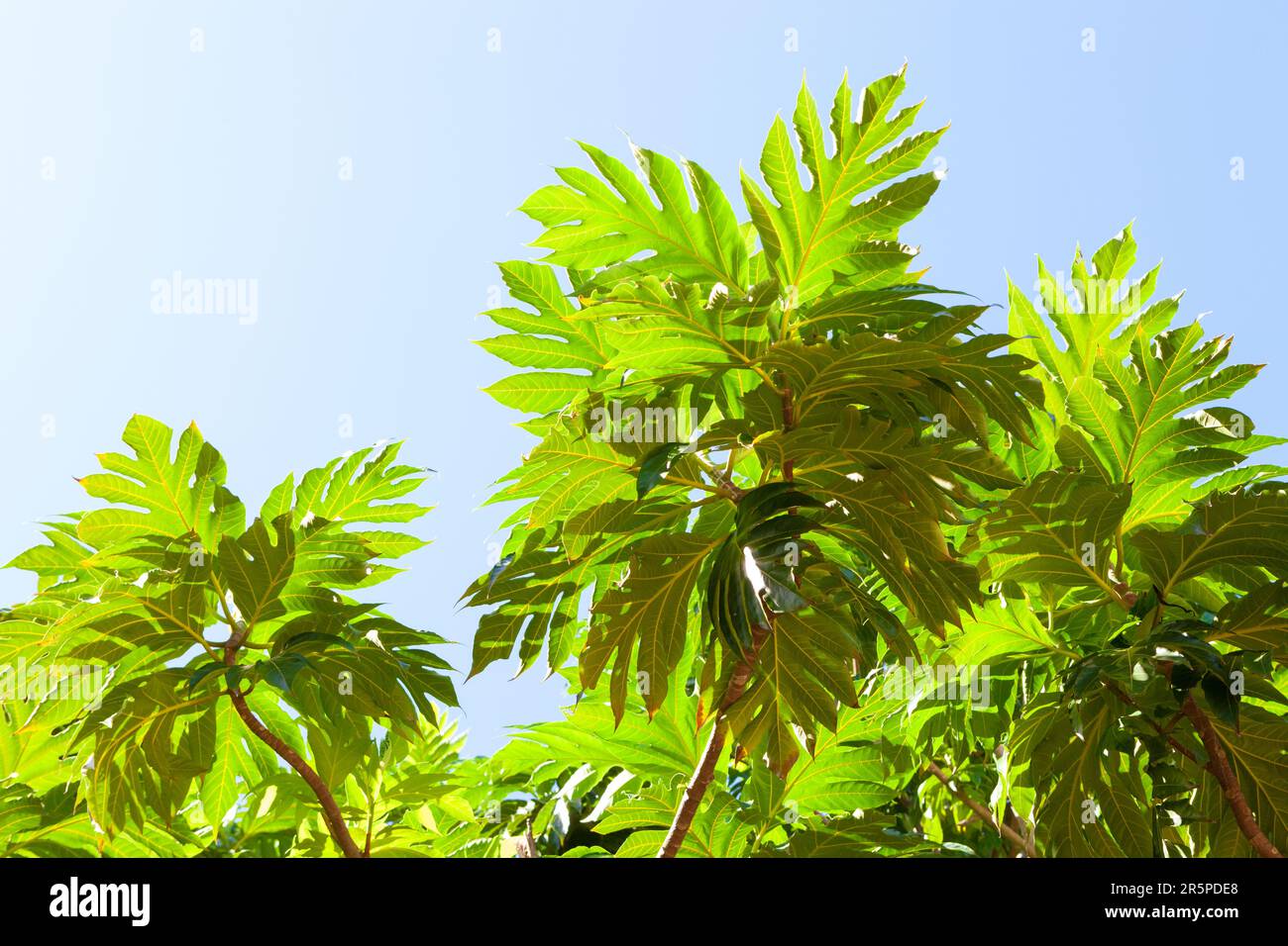 Tropische Baumzweige mit großen Blättern auf blauem Himmelshintergrund. Brotfruchtbaum.Ansicht von unten Stockfoto