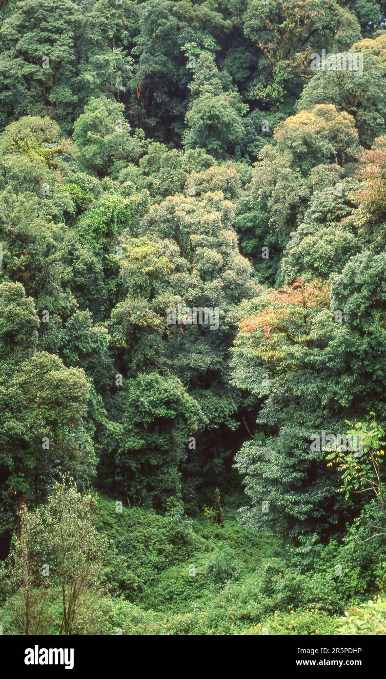 Einheimischer Wald im Doi Inthanon Nationalpark im Chom Thong District, Provinz Chiang Mai, im Norden Thailands. Stockfoto