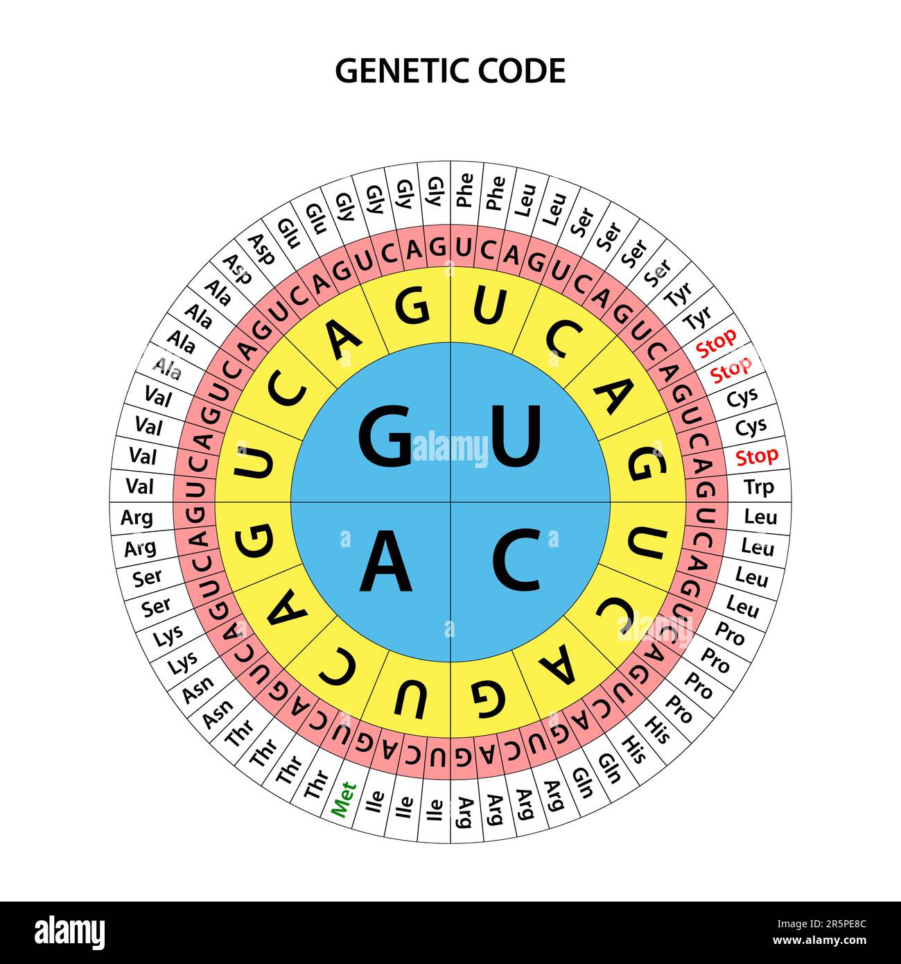 Das genetische Code-Diagramm. Stock Vektor