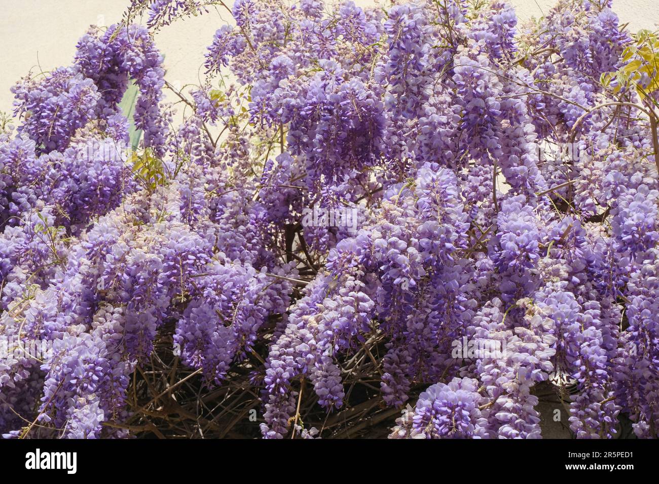 Lila Wisteria Blumen hängen an der Hausschließung. Blick von unten. Natürlicher Hintergrund Stockfoto