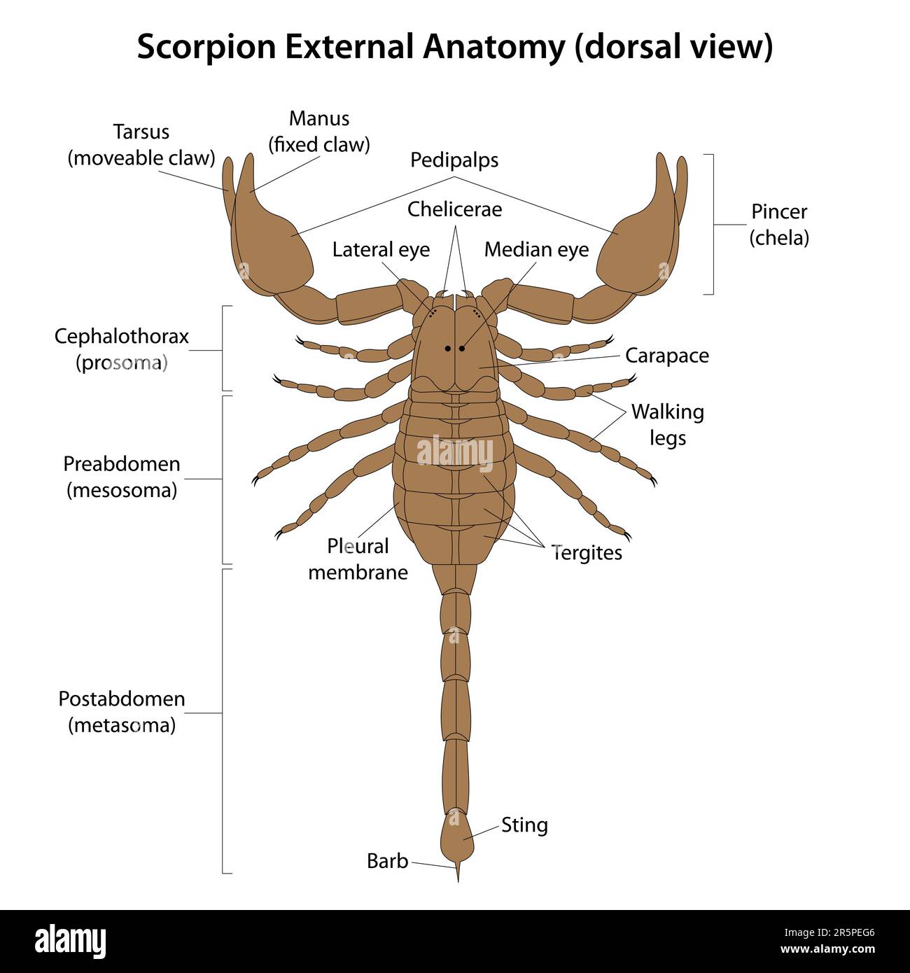 Die äußere Anatomie eines Skorpions ist durch einen segmentierten Körper gekennzeichnet, der in zwei Hauptbereiche unterteilt ist: Den Cephalothorax und das Abdomen. Stock Vektor