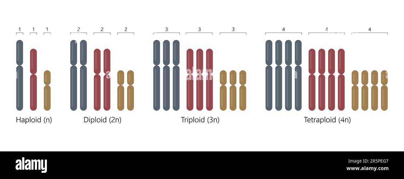 Haploid - ein kompletter Satz Chromosomen, diploid - zwei, triploid - drei, tetraploid - vier. Stock Vektor Haploid - ein kompletter Satz Chromosomen, diploid - zwei, triploid - drei, tetraploid - vier. Stock Vektor