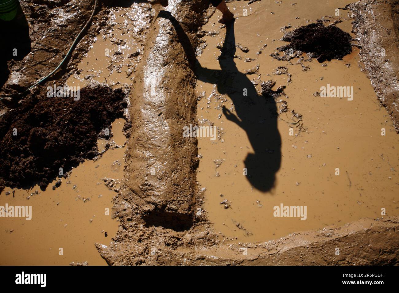 Bauern, die im Schlamm graben, um Reisfelder zu kreieren. Stockfoto