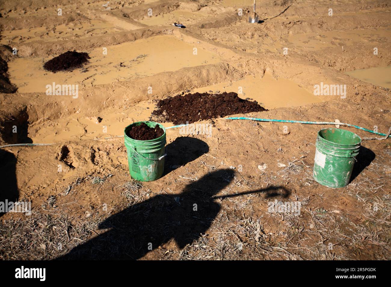 Bauern, die im Schlamm graben, um Reisfelder zu kreieren. Stockfoto