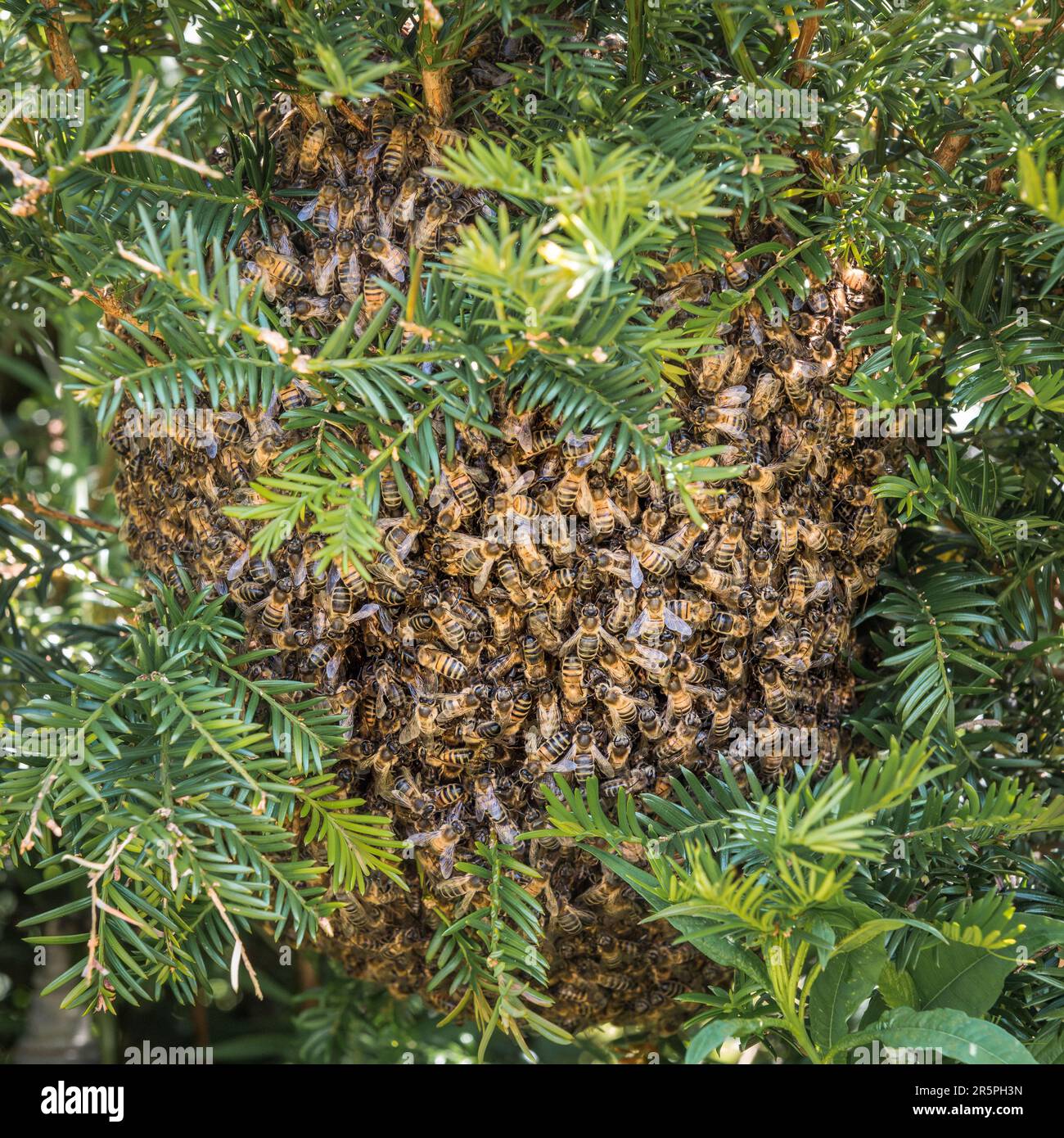 Ein Schwarm von Honigbienen (APIs mellifera), der sich Anfang Juni in einer Eibenhecke in einem englischen Garten niederließ (Großbritannien) Stockfoto