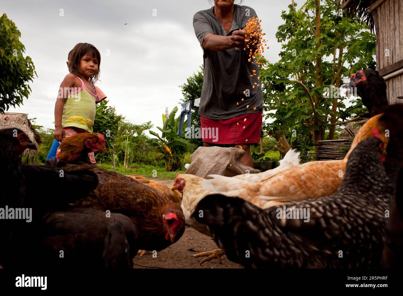 Eine Frau von Oro Win füttert die Hühner mit ihrer Enkelin, Sao Luis Indian Post, Amazonasbecken, Brasilien. Stockfoto