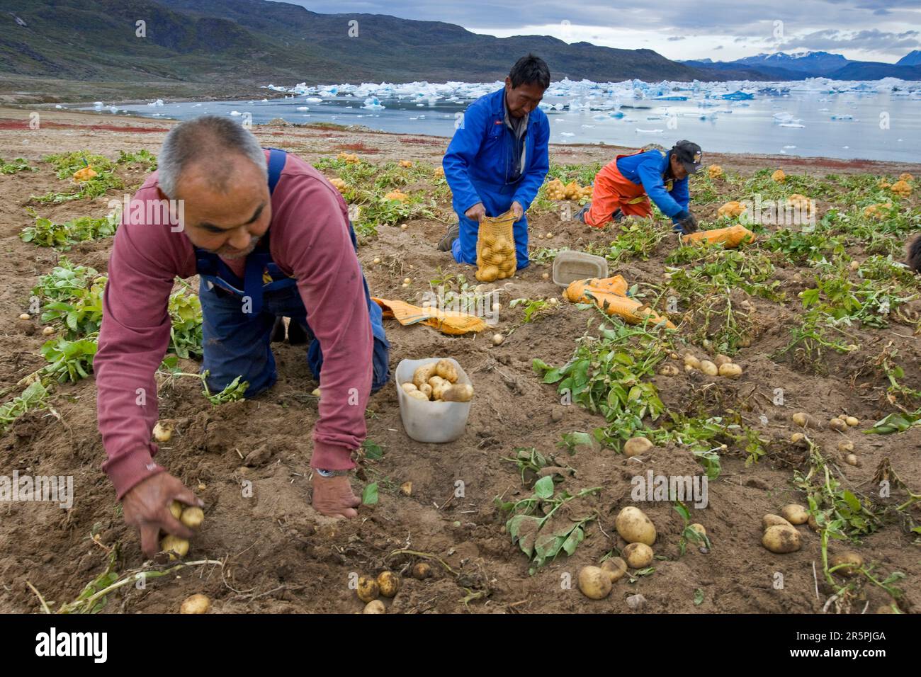 Kartoffelernte in Eqaluit Ilua, Grönland. Stockfoto