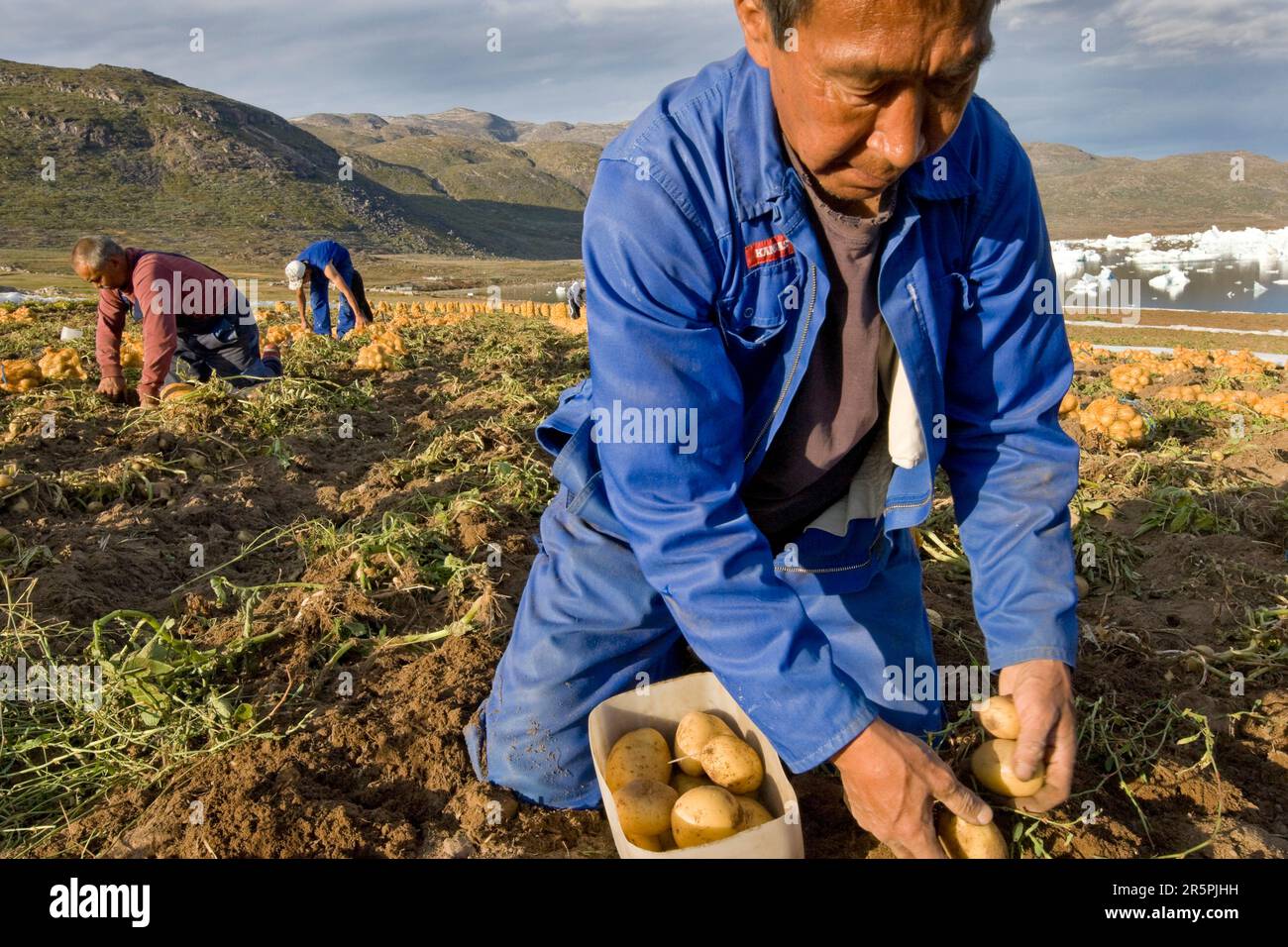 Kartoffelernte in Eqaluit Ilua, Grönland. Stockfoto