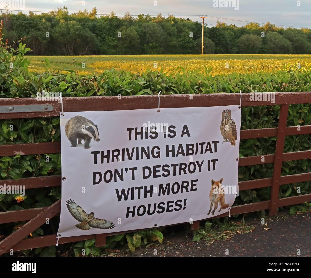 Das ist ein blühender Lebensraum. Schützen Sie unseren Greenbelt in Warrington, vor Plan 2014, Wrights Green, Appleton Thorn, Warrington, WA4 3HN Stockfoto