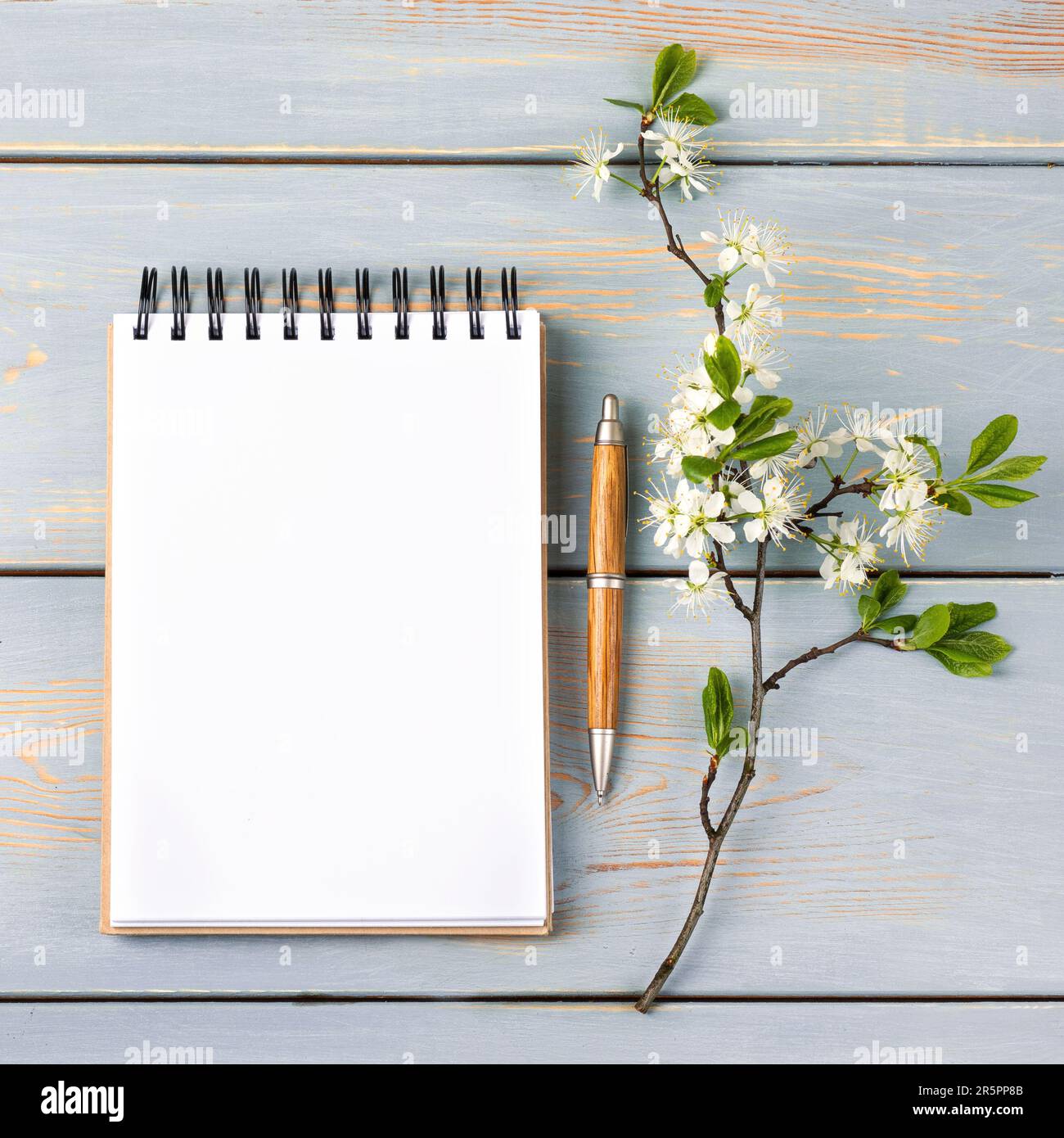 Öffnen Sie das Notizbuch mit leerer Seite und den Stift auf einem blauen Holztisch mit Kirschblüten. Draufsicht, flach liegend, Arbeitsbereich auf blauem Hintergrund. Stockfoto