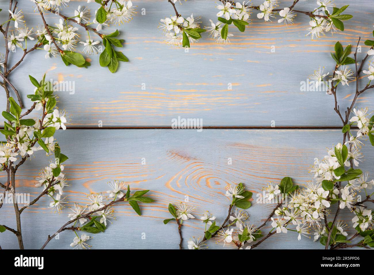 Frischer Zweig weißer Kirschblüten auf einem blauen Holztisch mit Platz für Text. Draufsicht, flach liegend, Kopierbereich Stockfoto