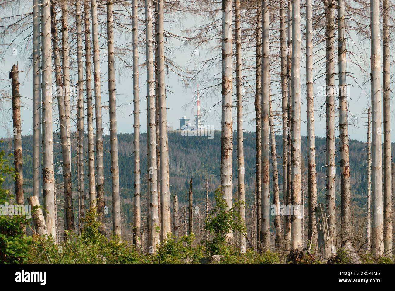 Wald toter Bäume am Mount Brocken, Nationalpark Harz, Sachsen-Anhalt, Deutschland. Waldabbau im Harz-Gebirge. Stockfoto