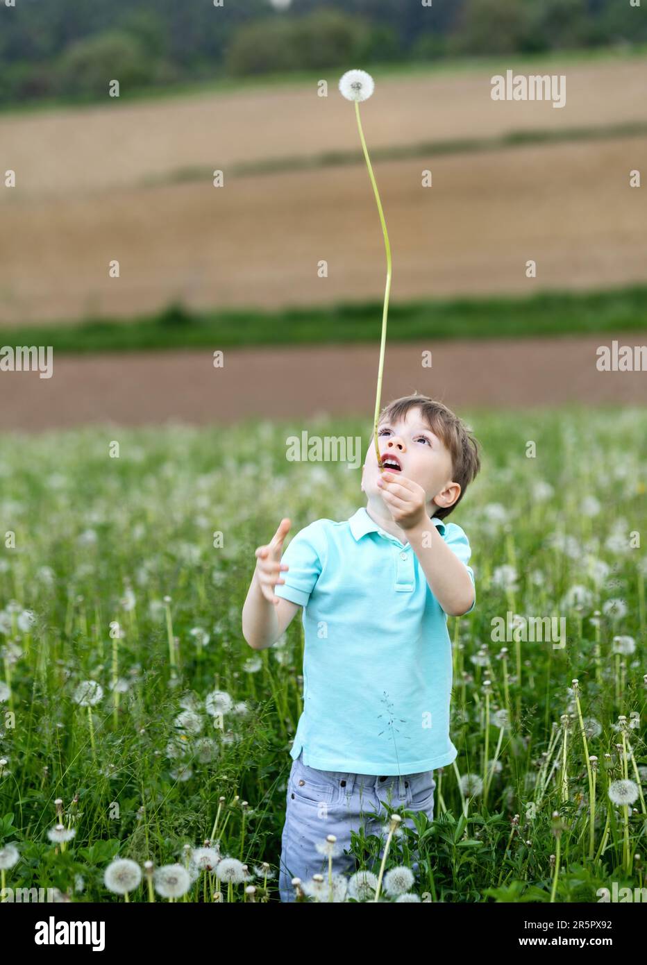 Das Kind hat den größten Löwenzahn der Welt gefunden und ist glücklich und überrascht Stockfoto