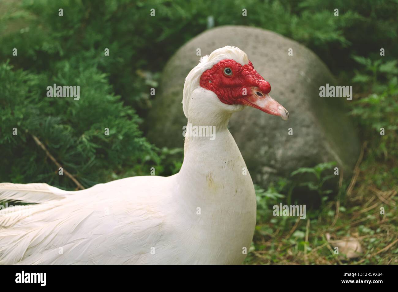 Weiße Ente liegt auf grünem Gras. Weiße Ente mit rotem Kopf. Stockfoto
