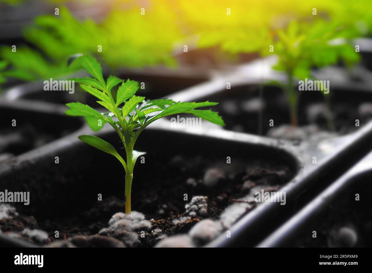 Setzlinge von Grünpflanzen und Gemüse in Kunststofftöpfen mit Erde. Junge Sprossen und Setzlinge. Frühlingssaat im Garten. Stockfoto