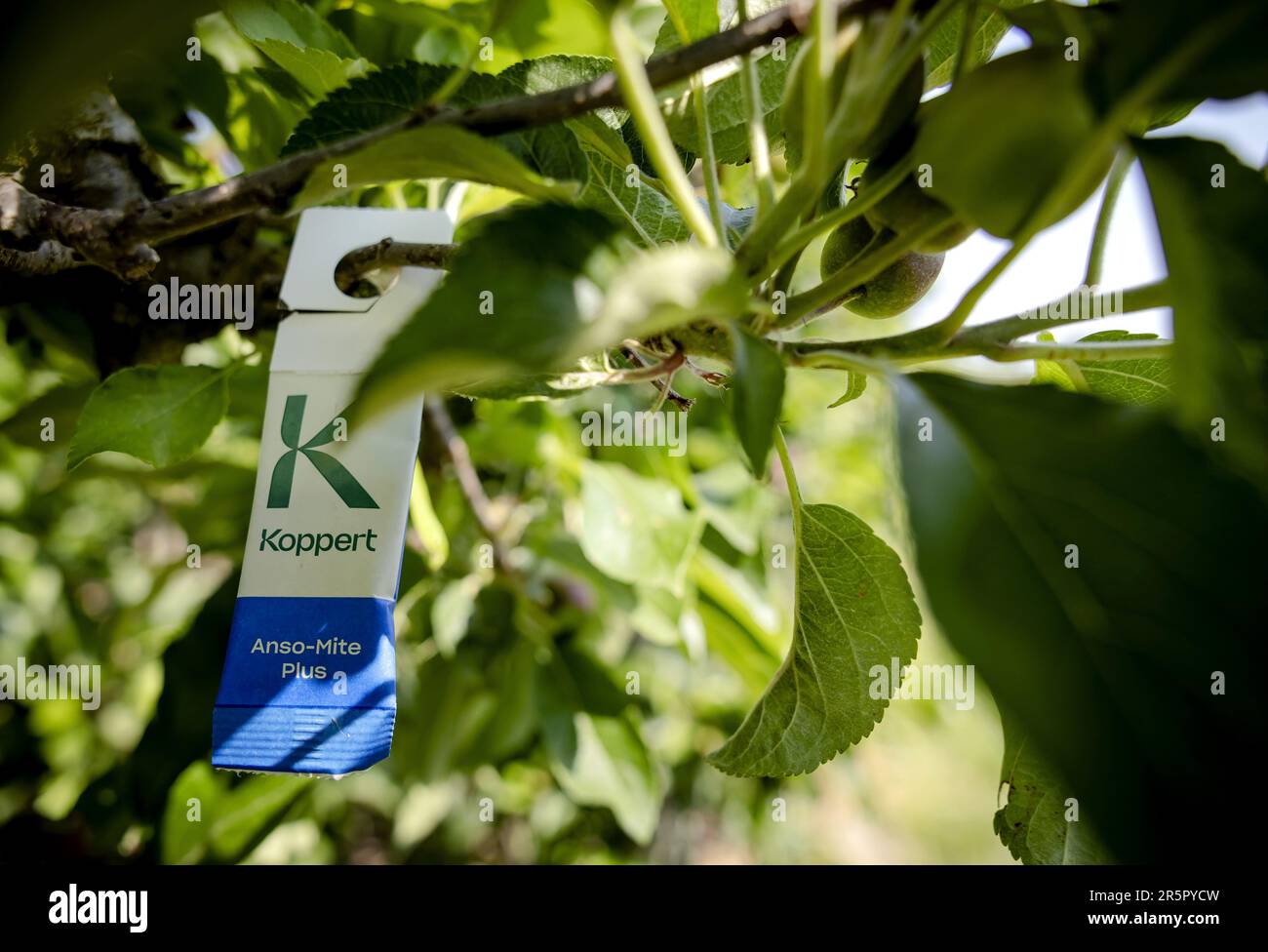 DEIL - Raubmilben in Säcken hängen im Obstgarten eines Obstbauers. Im Rahmen der Nationalen Bienenstrategie und des naturnahen Obstanbaus werden Anstrengungen unternommen, um das Lebensumfeld der Bienen in landwirtschaftlichen Gebieten zu verbessern und die Versorgung mit Nahrungsmitteln und Nistplätzen zu erhöhen. ANP ROBIN VAN LONKHUIJSEN niederlande raus - belgien raus Stockfoto