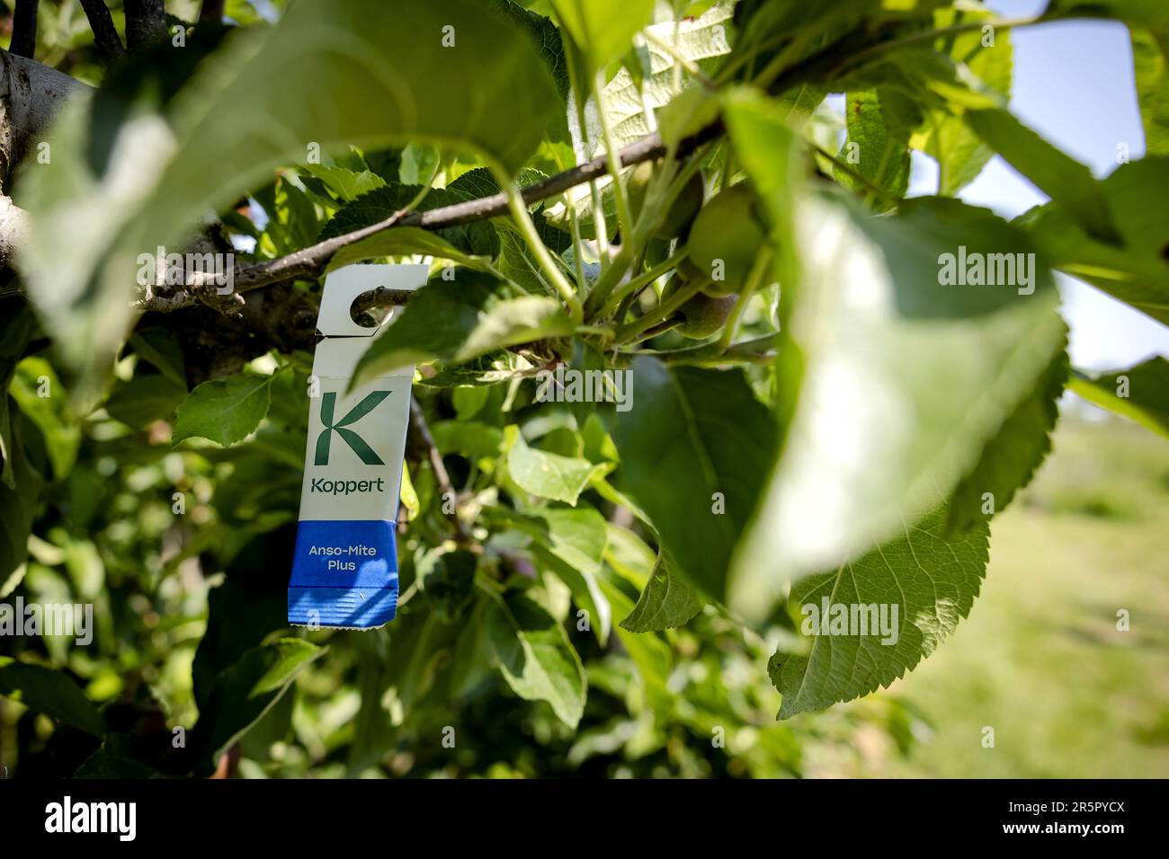 DEIL - Raubmilben in Säcken hängen im Obstgarten eines Obstbauers. Im Rahmen der Nationalen Bienenstrategie und des naturnahen Obstanbaus werden Anstrengungen unternommen, um das Lebensumfeld der Bienen in landwirtschaftlichen Gebieten zu verbessern und die Versorgung mit Nahrungsmitteln und Nistplätzen zu erhöhen. ANP ROBIN VAN LONKHUIJSEN niederlande raus - belgien raus Stockfoto