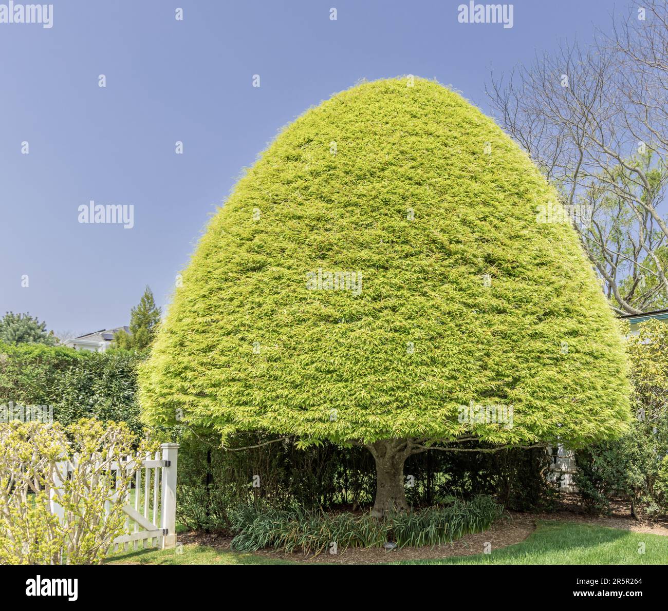 Perfekt geformter Baum in den Hamptons Stockfoto