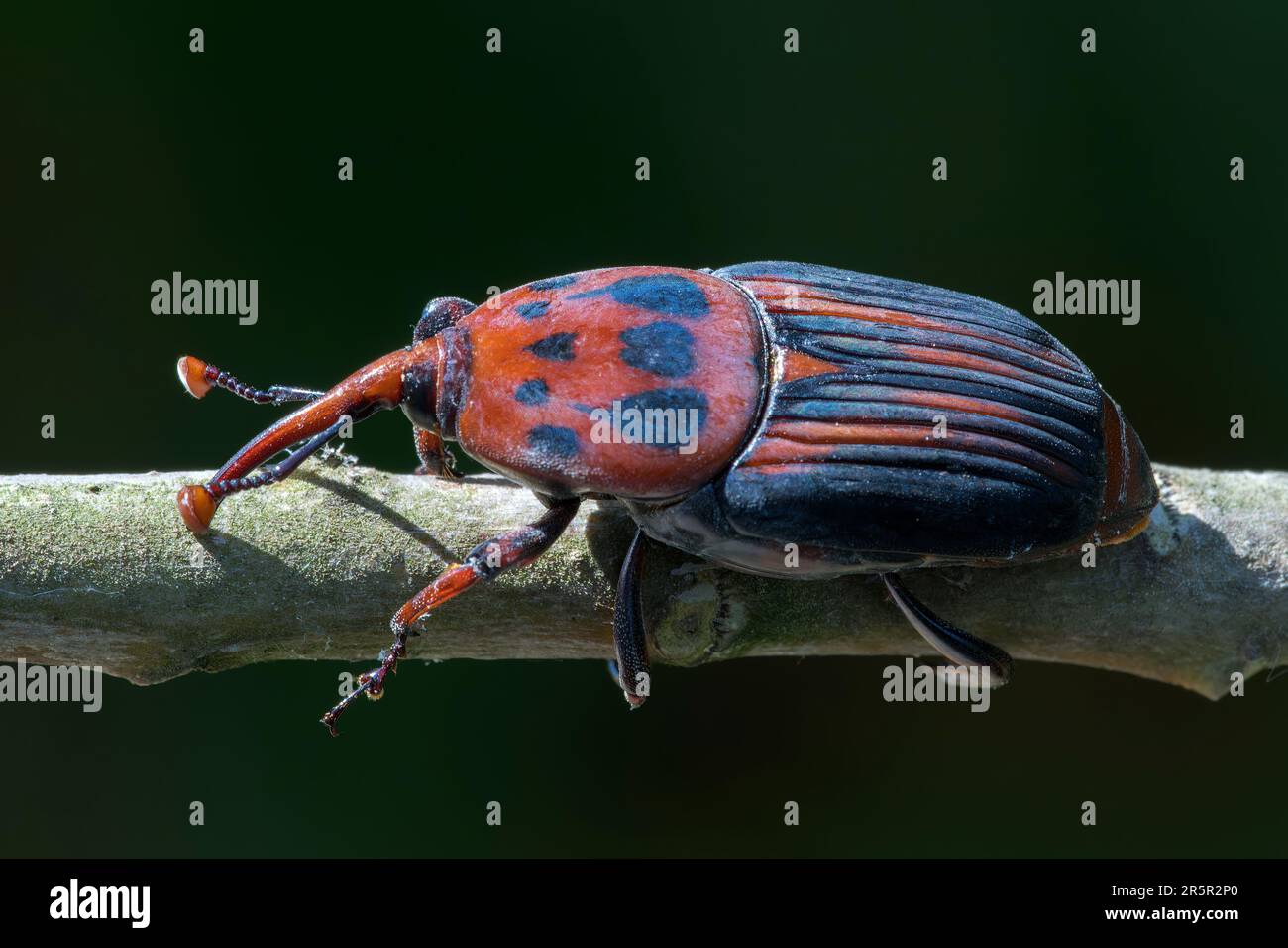 Red Palm Weevil oder Asian Palm Weevil, Rhynchophorus ferrugineus, Nahaufnahme eines alleinstehenden Erwachsenen auf Zweig, Alcudia, Mallorca, Spanien, 31. Mai 2023 Stockfoto