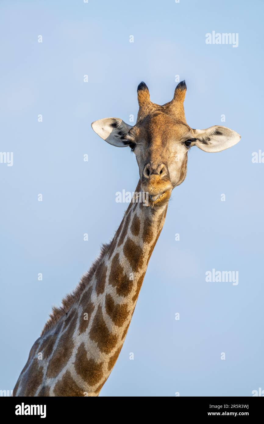 Giraffen-Nahaufnahme (Giraffa camelopardalis), die die Zunge herausragen. Humorvoller Gesichtsausdruck. Etosha-Nationalpark, Namibia, Afrika. Stockfoto