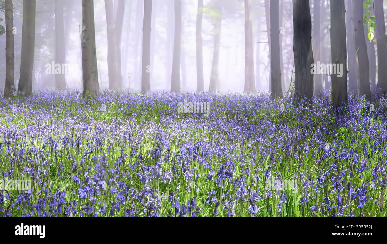 Ein Teppich aus Bluebells im New Forest, Hampshire, England Stockfoto