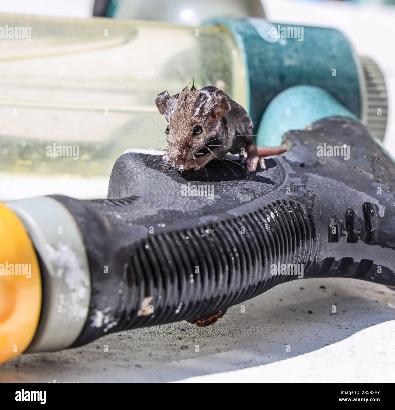 Eine vor dem Ertrinken rettete Maus trocknet in der Sonne im Garten, ängstlich, aber süß Stockfoto