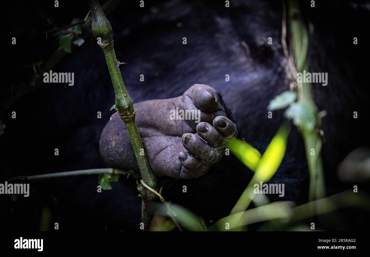 Detail eines Gorillafußes, mit den Ziffern und dem gegenüberliegenden großen Zeh. Berggorilla, Gorilla, Gorilla beringei beringei, im Bwindi unpenetrable F Stockfoto