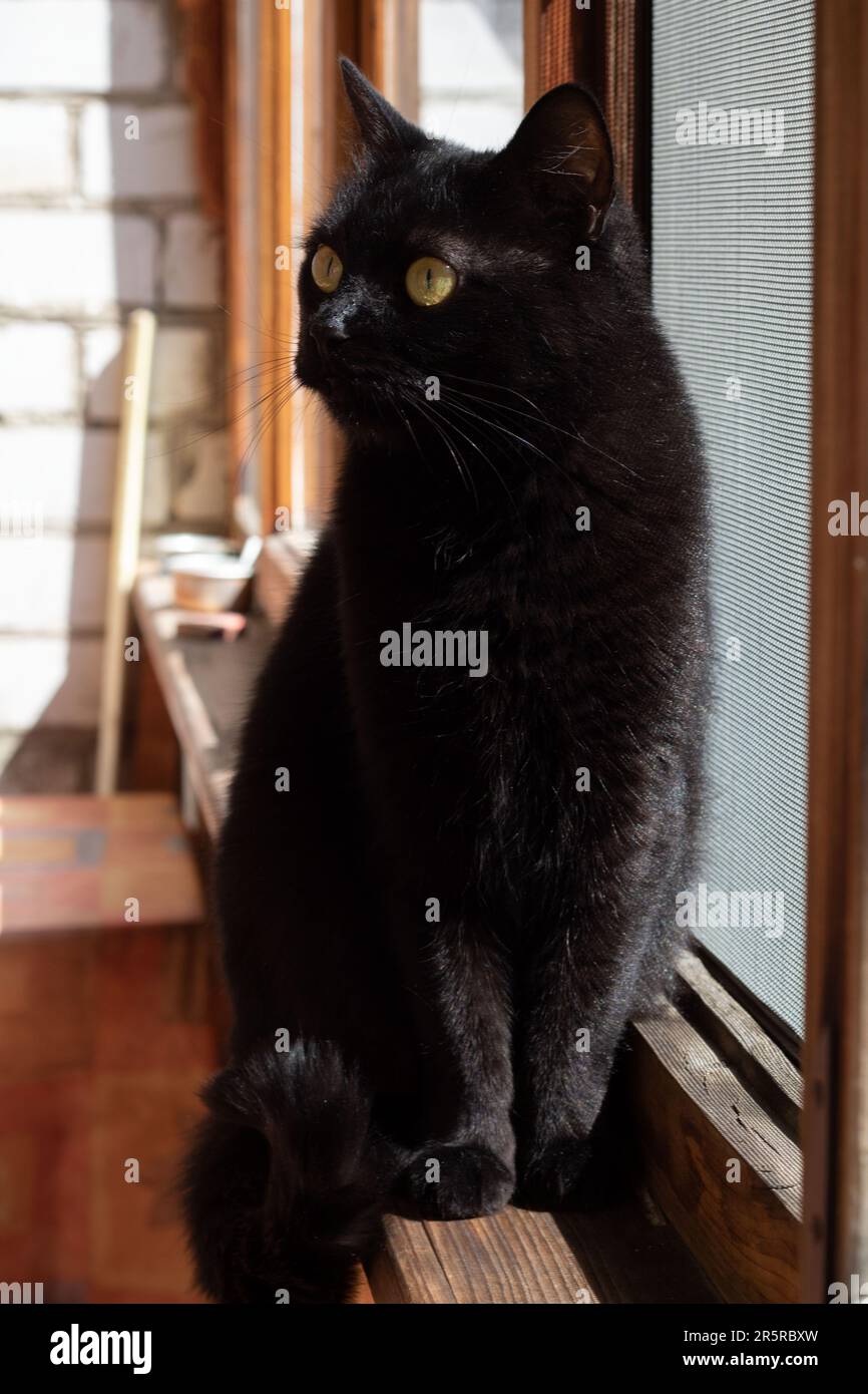 Eine schwarze Katze, die auf dem Fensterbrett auf dem Balkon saß Stockfoto