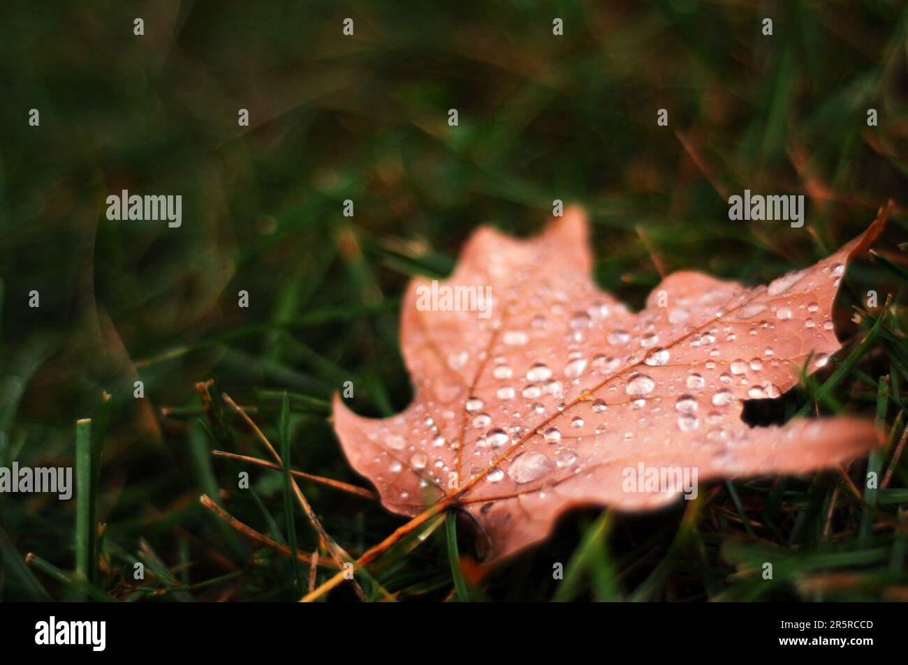 Makrofoto von Wassertropfen auf einem roten Herbstapfelblatt (acer), das auf dem taufreien Grasgrund in Kanada ruht Stockfoto