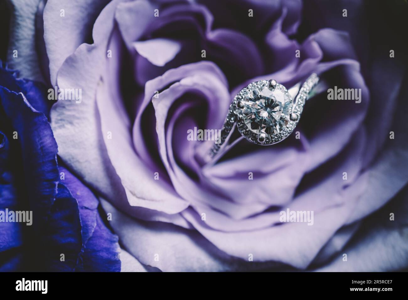 Makrofoto eines runden Diamanten in einem Verlobungsring in einem Blumenstrauß mit violetten Rosenblättern Stockfoto