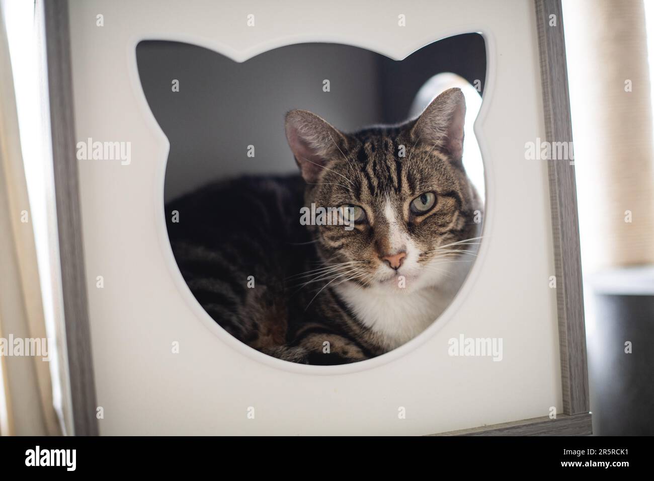 Hauskatze mit klassischem Tabby-Mantel und weißer Brust, die in einem Katzenbaum-Kasten sitzt und in die Kamera schaut Stockfoto