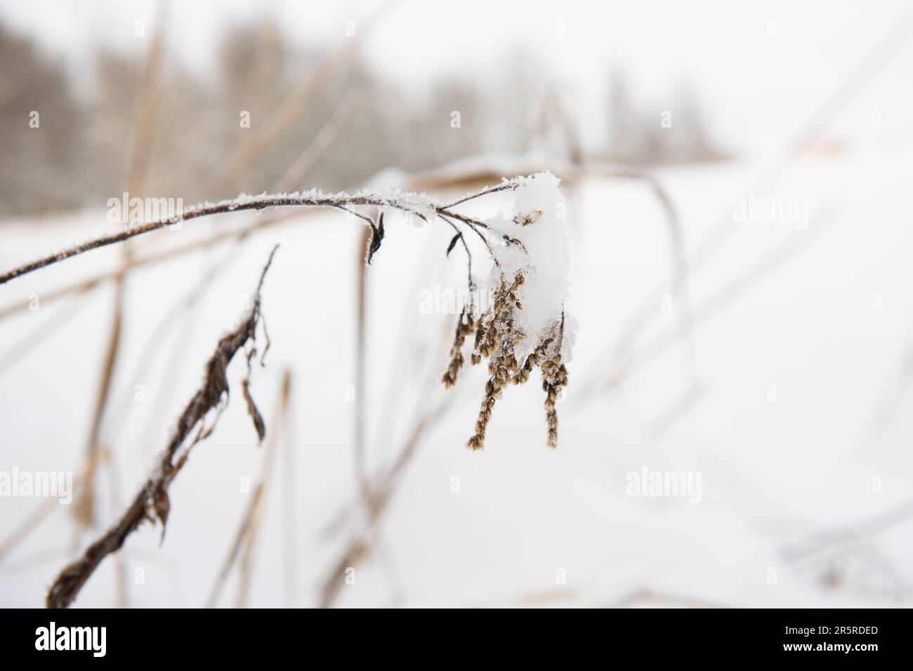 Eine weitläufige Winterlandschaft mit einem kargen Feld aus reinem, weißem Eis und Schnee, mit getrockneter Vegetation im Vordergrund und hohen Bäumen im Rücken Stockfoto