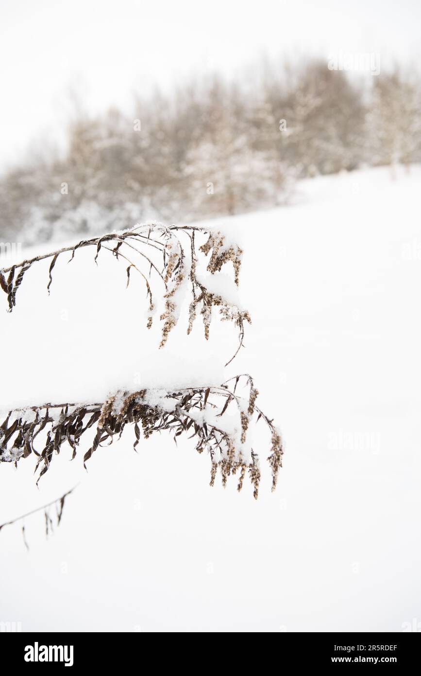 Ein schwarz-weißer Hund auf einer Skipiste, der an einem Ast steht und mit ausgestreckter Zunge nach oben schaut Stockfoto