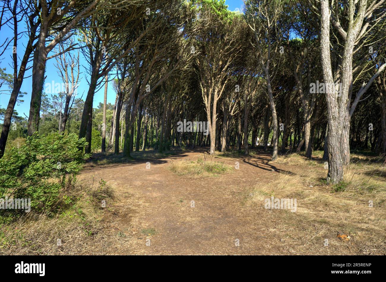 Quiaios, Portugal - 14. August 2022: Waldweg durch Stockfoto
