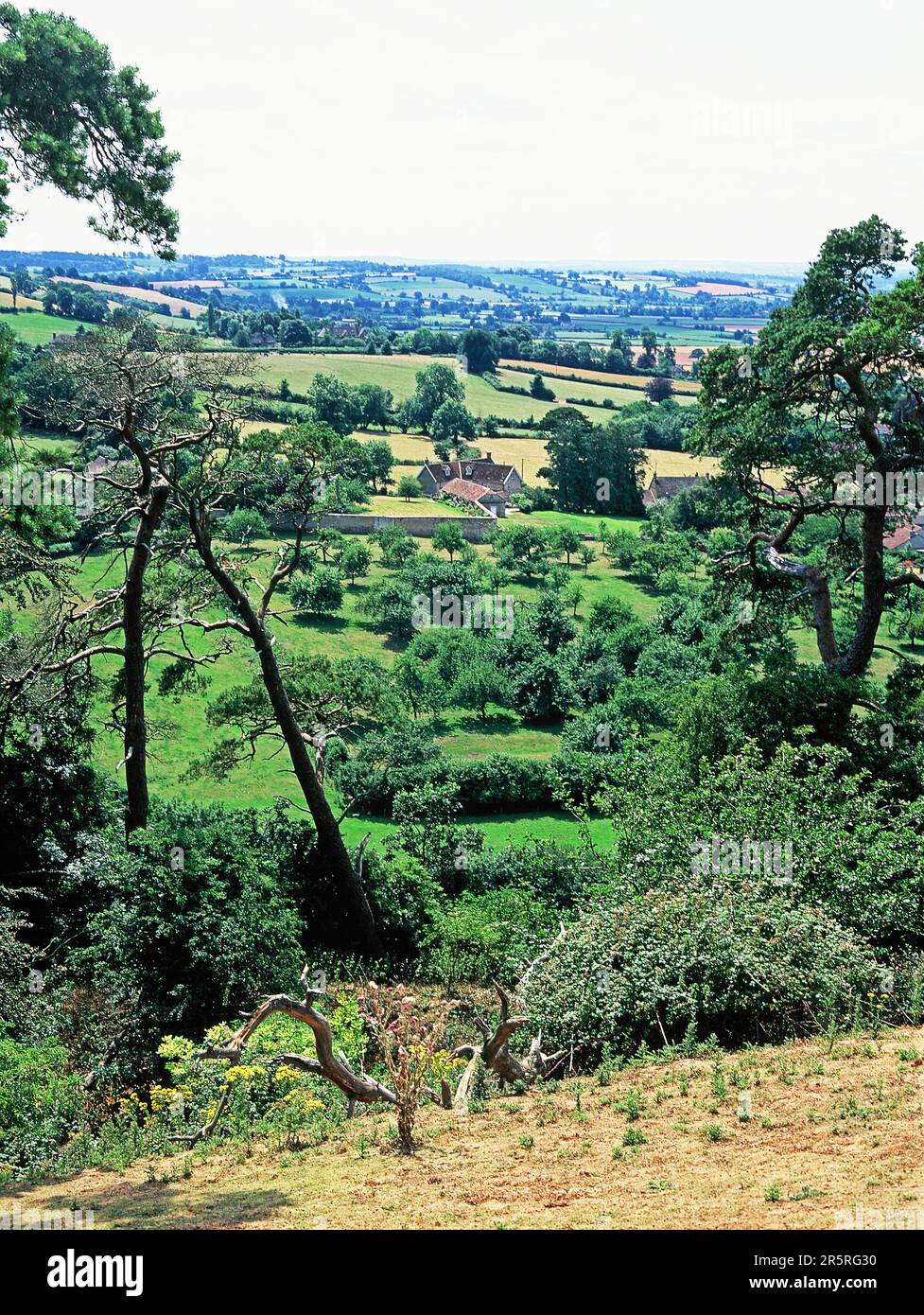 England. Somerset. Südlich Von Cadbury. Blick auf die ländliche Landschaft vom Cadbury Castle Mound. Stockfoto