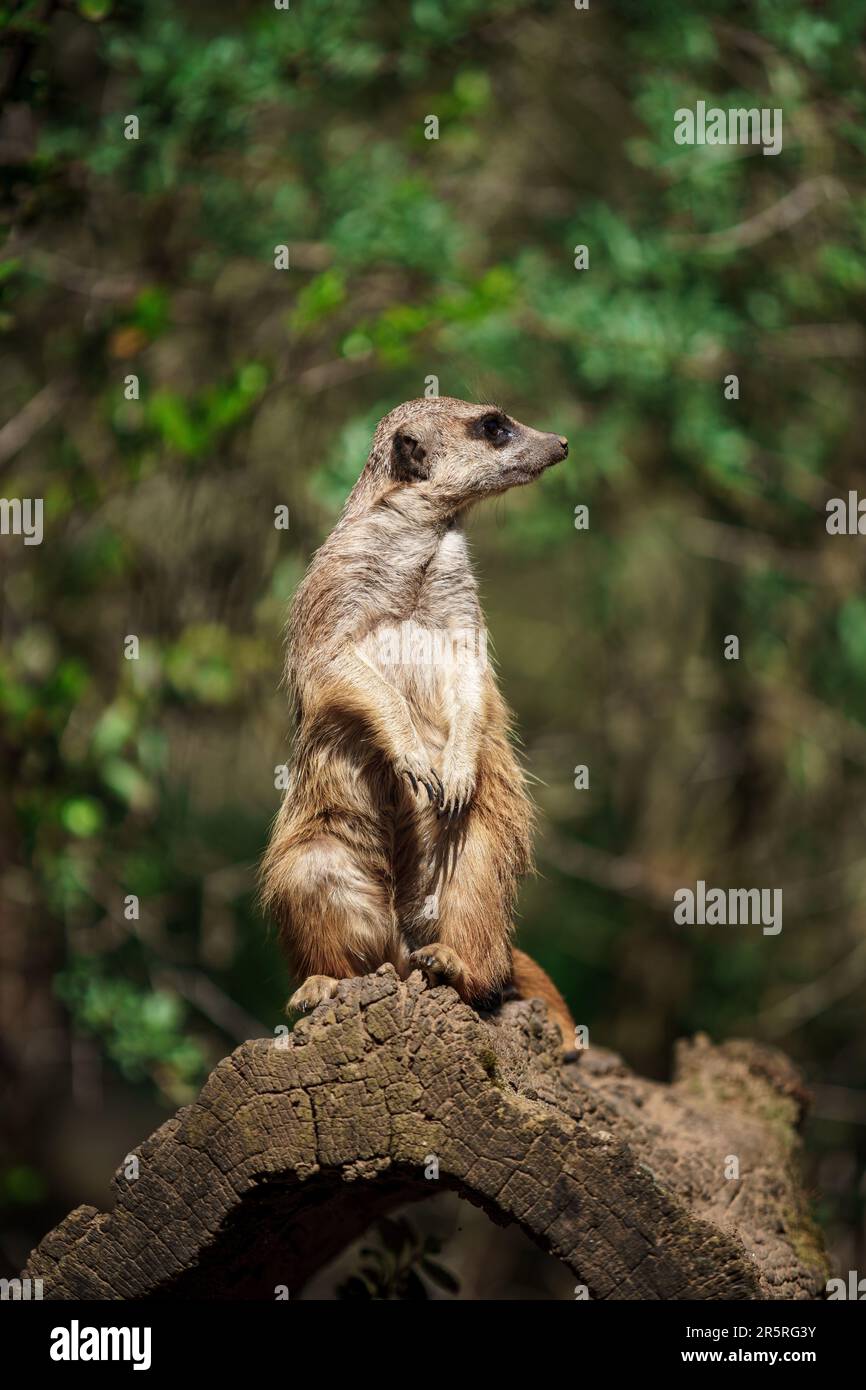 Ein Tier steht auf einem verfallenden Baumstumpf in einem üppigen Wald Stockfoto