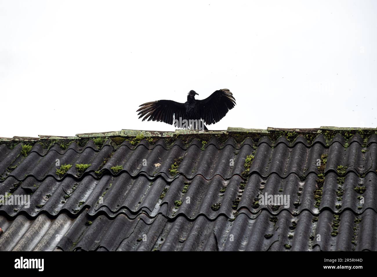 Geier auf dem Dach einer katholischen Kirche mit verstreuten Flügeln. Nachregen-Trocknungstechnik. Stockfoto