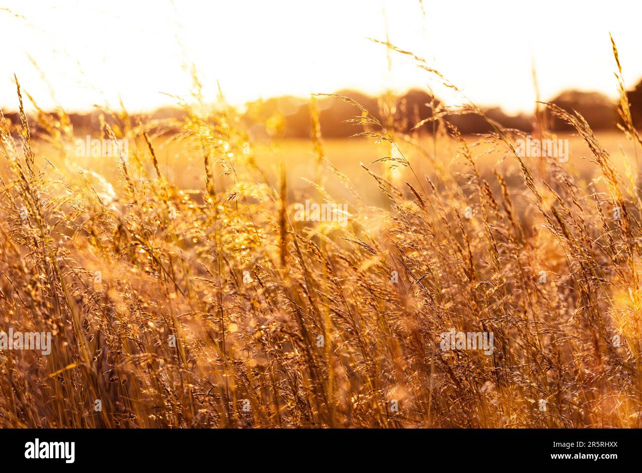 Wildes Gras am Rand eines Feldes, das im goldenen Sonnenlicht leuchtet Stockfoto